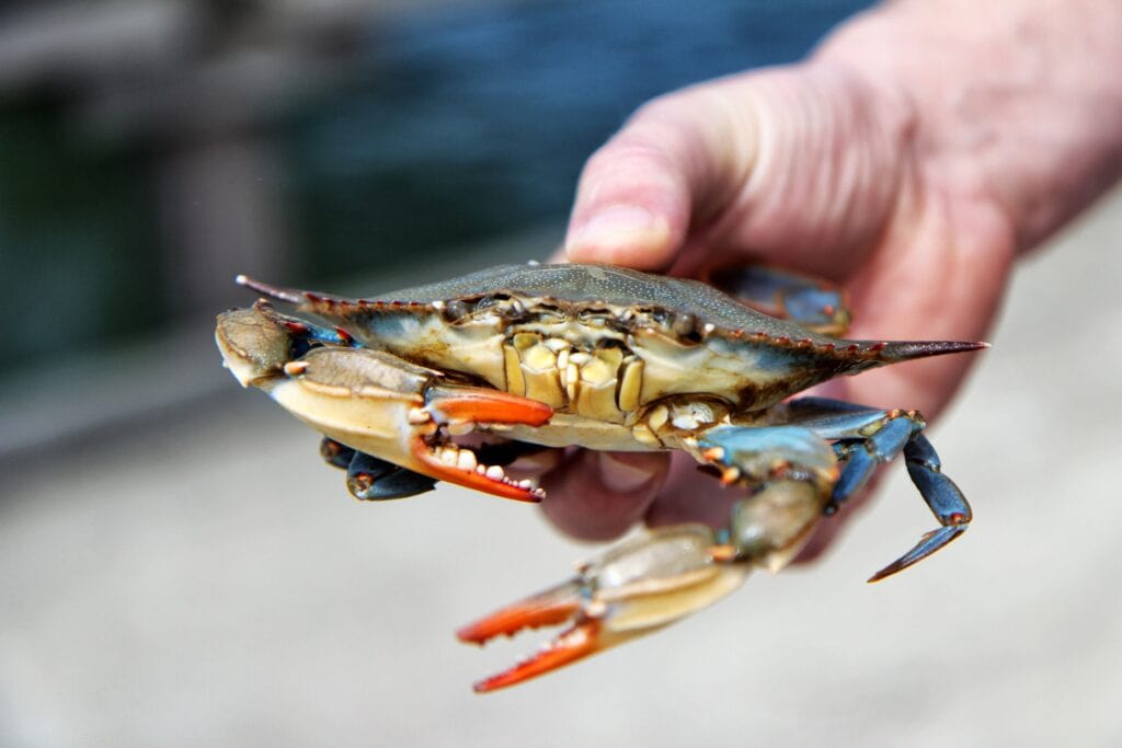 crabbing in aransas pass