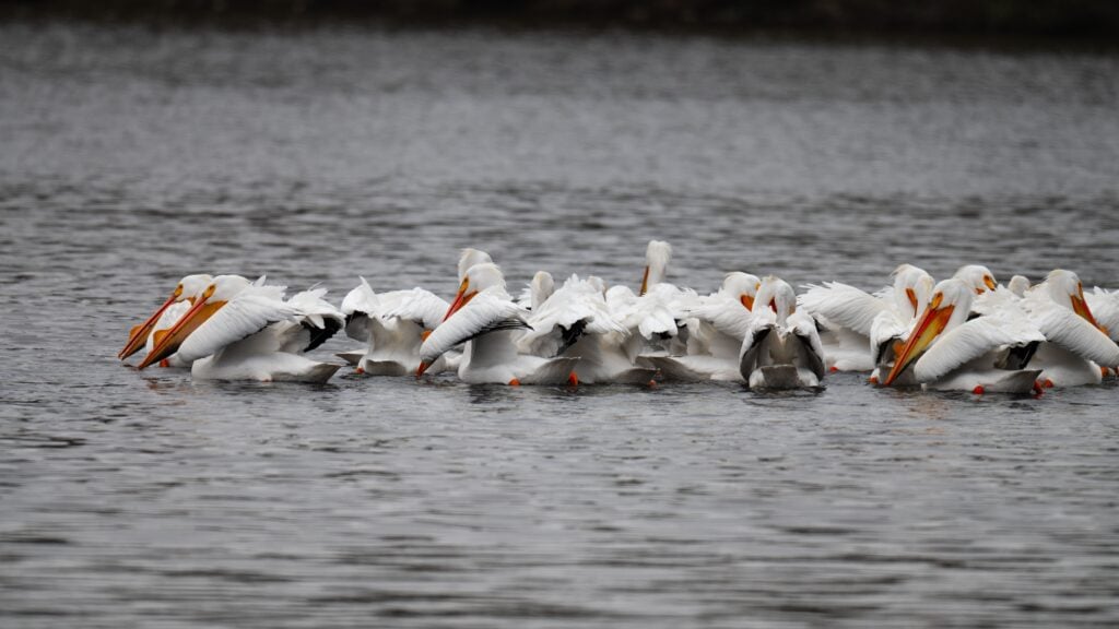 birding at conn brown harbor