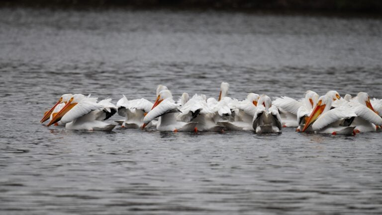 birding at conn brown harbor